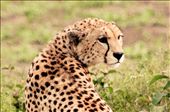 A regal cheetah, one of the Serengeti's famous 