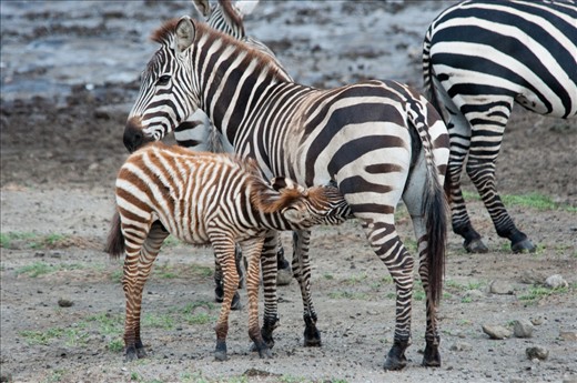 A young zebra foal drinks his mother's milk