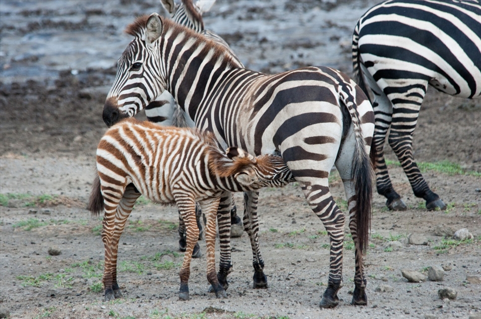 A young zebra foal drinks his mother's milk