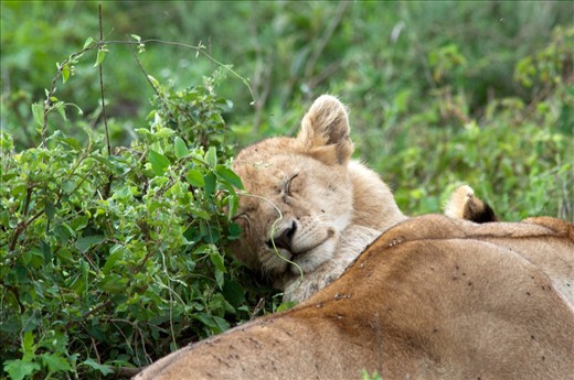 A young lion cub sleeps happily in the sun, awaiting the day he becomes king