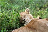 A young lion cub sleeps happily in the sun, awaiting the day he becomes king: by sonyagoestotanzania, Views[418]