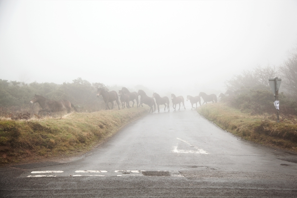 The herds on Exmoor roam over the 300 square mile National Park conservation grazing. The importance of what the people in the local communities are trying to preserve is rarely herd of outside of the area. This particular herd has been overseen by the Wallace family, for a Century. Many breed experts believe these animals bare the closest possible resemblance to the primitive wild horse, first recorded in the UK in 70,000 BC. Soldiers poached them during the 1st and 2nd World Wars for their meet.
