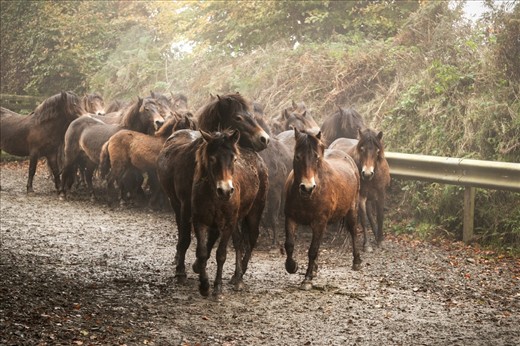 Once trapped on the farm, the mothers and foals are corralled into pens and sorted. The foals are separated from their mothers to be checked, counted, branded, micro chipped and mostly sold.  This event holds no financial reward for the farmers who practice it, what is maintained by these enthusiasts, is a small slice of prehistoric Britain.  