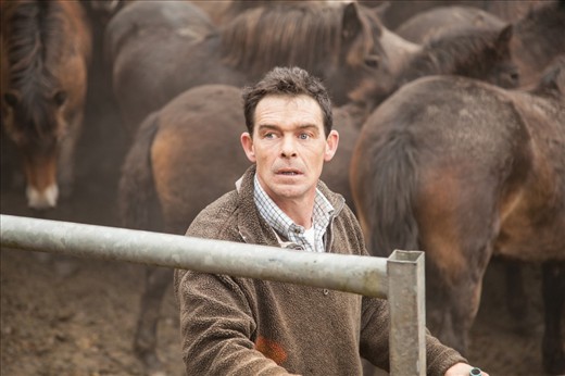 Once penned, each foal is restrained for examination. If they have white hoof markings or hairs, then they are not classified as purebred by the Exmoor Pony Society members on site. They are therefore valueless, and if they can not be adopted by the rescue centre, will be sent to the hunt kennels for meat. What they are trying to preserve with this practice, is the prehistoric appearence of the ancient breed.