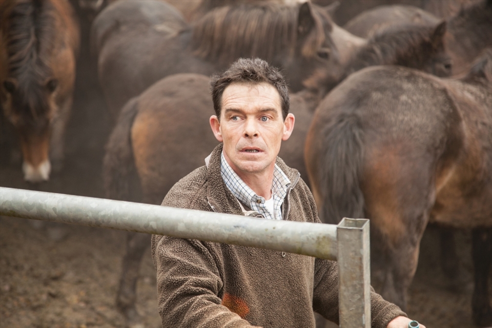 Once penned, each foal is restrained for examination. If they have white hoof markings or hairs, then they are not classified as purebred by the Exmoor Pony Society members on site. They are therefore valueless, and if they can not be adopted by the rescue centre, will be sent to the hunt kennels for meat. What they are trying to preserve with this practice, is the prehistoric appearence of the ancient breed.