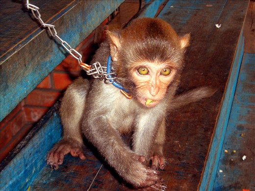 Backstage: A performer eats a banana while chained. 