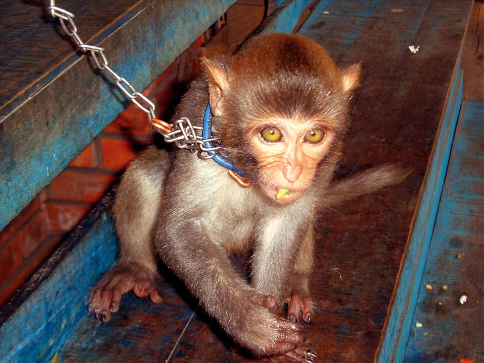 Backstage: A performer eats a banana while chained. 