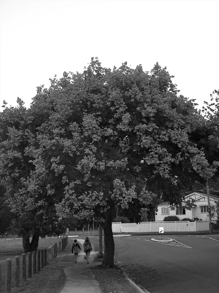 Family Tree, Ashgrove (Brisbane), April 2013.
This is a leafy and quiet suburb of Brisbane. The path leads to one of the many tracks that run along the city's creeks and parks. Parks are a social place, where kids have fun at the playground while parents get the barbecue started.