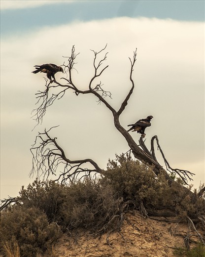 A pair of Wedge Tail Eagles perch on one of the biggest 'trees' in Mungo.  Perfect vantage point for prey.  