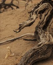 This lower jaw of what appears to be from a mega fauna animal.  It started to uncover only a few days earlier, and depending on the wind, could be covered up again within a few more days.  It was a glimpse into  an age that until visiting Mungo almost seemed like a myth.: by sophiesiegelphotography, Views[281]