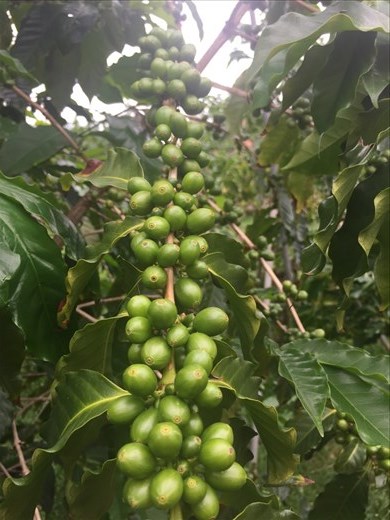 Coffee plant on our tour at Greenwell Farms.