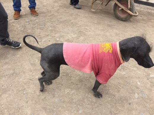 This hairless dog is sacred! 