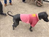 This hairless dog is sacred! : by sorkoo, Views[274]