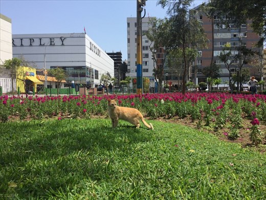 Many cats in Kennedy Park. This one posed for me.