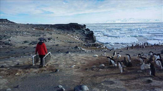 I accompanied a few scientists who were banding and weighing penguins that day.
