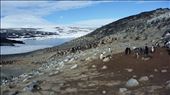 Exploring the beautiful landscape of Cape Royds, Antarctica.: by sorryimnotsorry, Views[268]