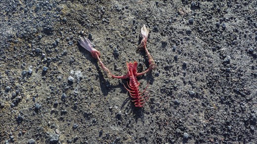 After much exploring, I came across this freshly picked-over penguin skeleton.