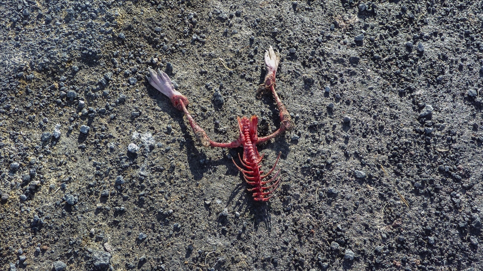 After much exploring, I came across this freshly picked-over penguin skeleton.