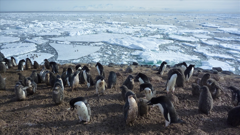 The hustle and bustle of a penguin colony.