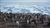 The hustle and bustle of a penguin colony.: by sorryimnotsorry, Views[276]
