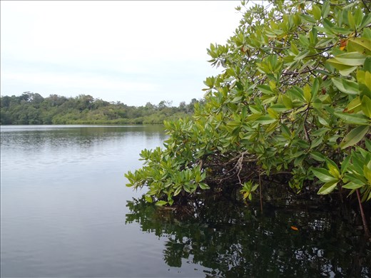 Exiting interior mangrove pond study site - Bocas del Toro
