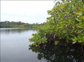 Exiting interior mangrove pond study site - Bocas del Toro: by soulenfish, Views[262]