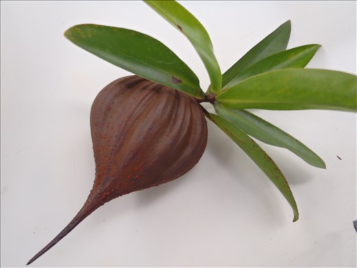 Pelliciera mangrove propagule (seed) - Panama