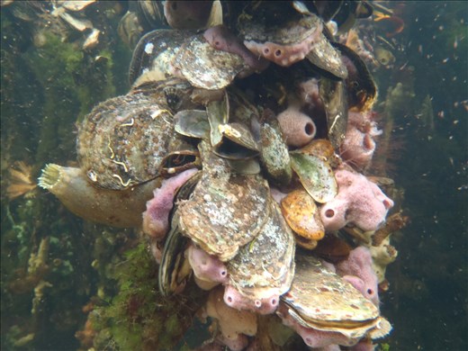 Mangrove prop root epibenthic community (things that live on roots) - Panama