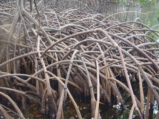 Mangrove prop roots - Panama