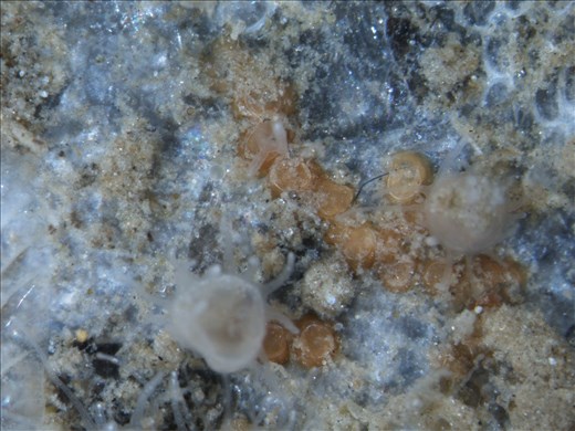Jellyfish polyps (baby jellyfish before they swim) - Chesapeake Bay