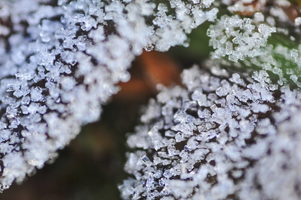 The temperature falls below -6 degree Celsius in Sandakhphu at night. This freezes all water bodies present outside. The dew drops which get accumulated on the plants also freeze and become ice crystals. In this photo what seems to be like sugar are actually dew drops which eventually got converted into ice crystals due to the fall in temperature at night. Sandakhphu West Bengal India