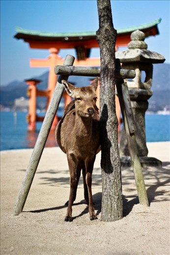 A deer casually poses for my camera on the beautiful island of Miyajima