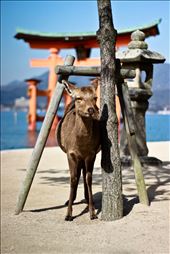 A deer casually poses for my camera on the beautiful island of Miyajima: by sourfever, Views[275]
