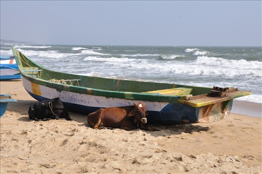 Resting holy cows enjoying sunny day