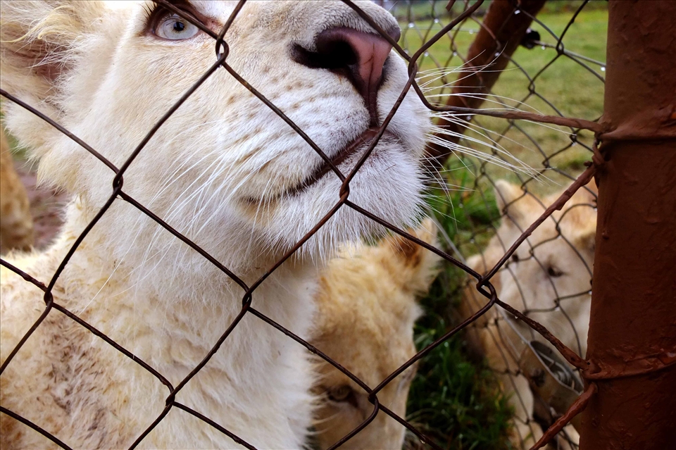 Some of the worlds most rare, but Beautiful Eyes - The White Lion