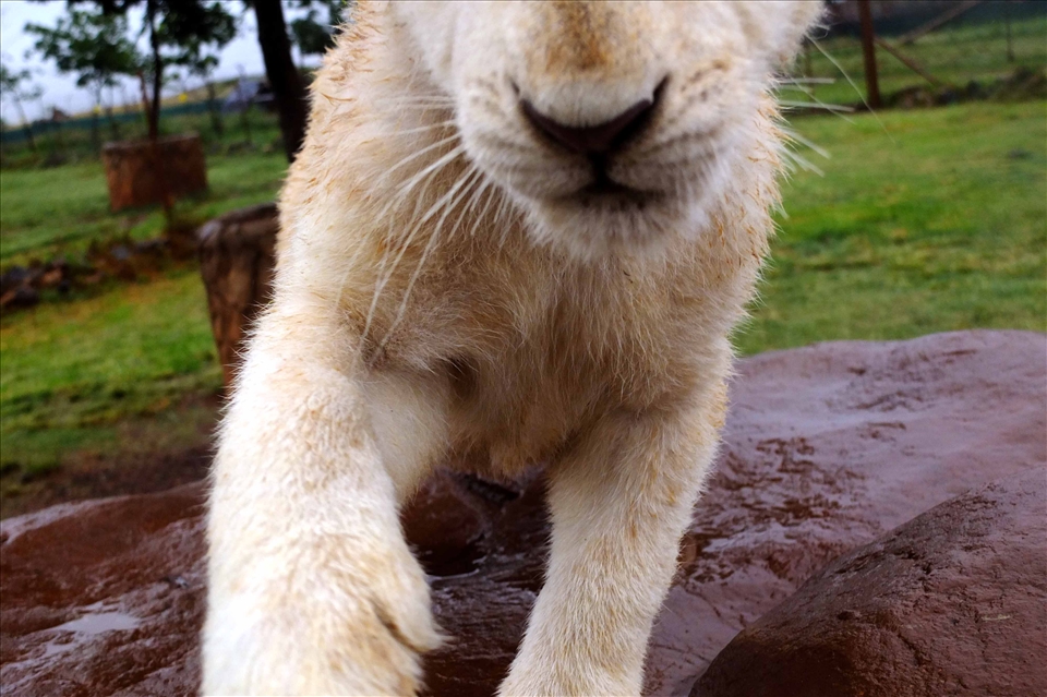 His sharp claws only just miss the opportunity for a new chew toy!