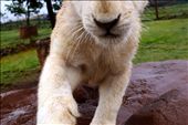 His sharp claws only just miss the opportunity for a new chew toy!: by southafrica, Views[233]