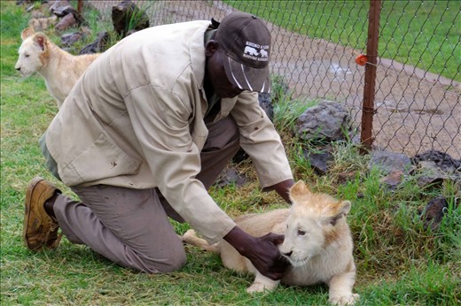 No matter what adventures this Lion Cub endures, his Keeper will be by his side