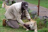 No matter what adventures this Lion Cub endures, his Keeper will be by his side: by southafrica, Views[191]