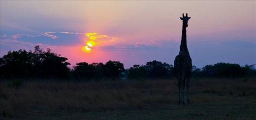 Silouette sunset in South African' exotic landscape.