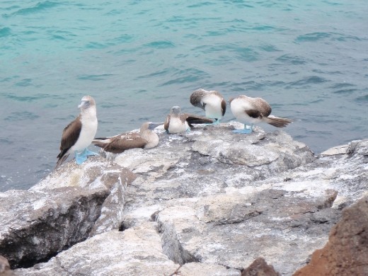 Blue footed Boobies