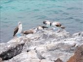 Blue footed Boobies: by southamerica, Views[161]