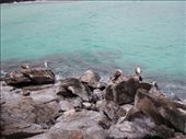 Blue footed Boobies: by southamerica, Views[159]