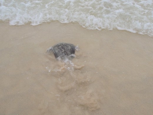 Stingray in the surf