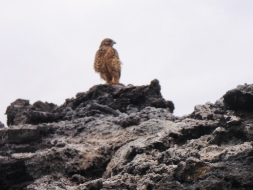 Galapagos Hawk