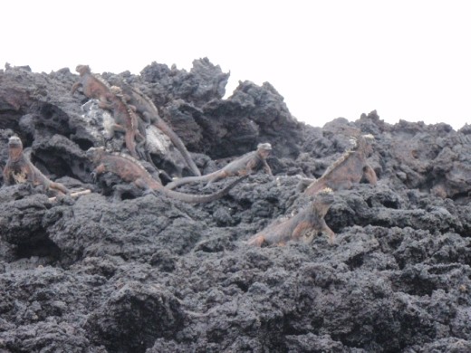 Sea Iguanas - black skin