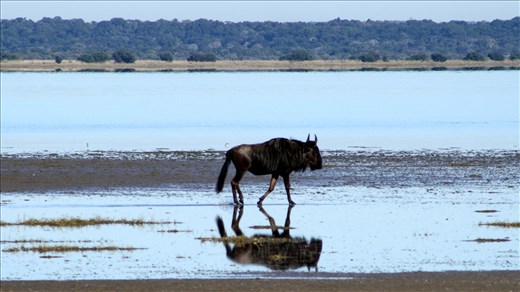 A walk to end a generation