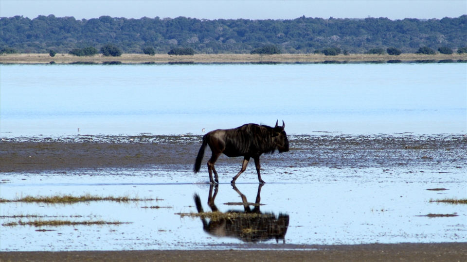A walk to end a generation