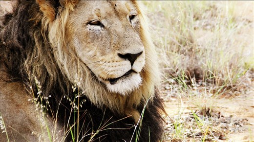 A lazy lion lingers in the road on a Winter's morning