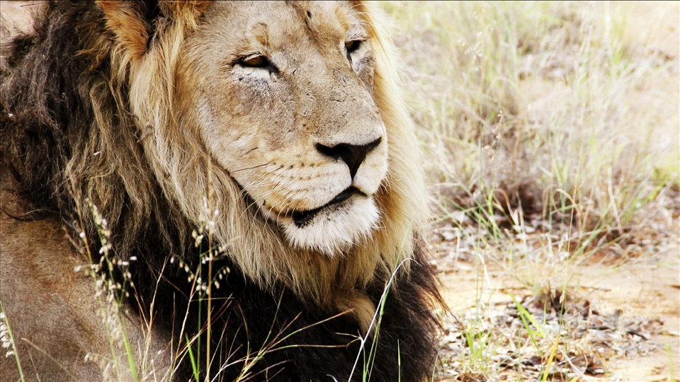 A lazy lion lingers in the road on a Winter's morning